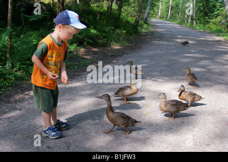 mallard (Anas platyrhynchos), boy feeding ducks in Nuuksio national park, Finland Stock Photo