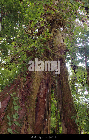 giant tree in the cloud forest reseve Monteverde, Costa Rica, Nationalpark Monteverde Stock Photo