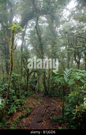 cloud forest scenery in the National Park Monteverde, Costa Rica, Nationalpark Monteverde Stock Photo