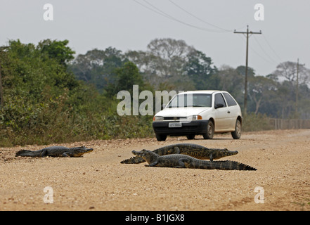 spectacled caiman (Caiman crocodilus yacare), lying on a street and blocking the cars, Brazil Stock Photo