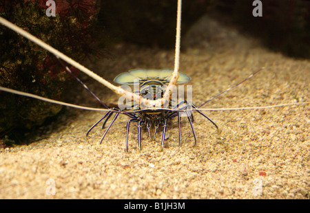 Blue Lobster, Panulirus versicolor, Palinuridae Stock Photo
