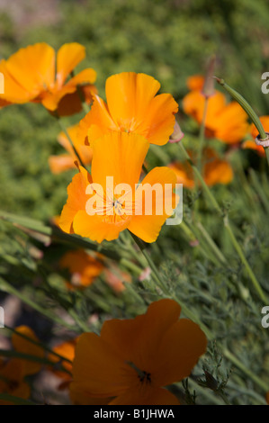 ESCHSCHOLZIA CALIFORNICA CALIFORNIA POPPY THAI SILK COMPACT SINGLE FLUTED BRONZE TINGED FLOWERS IN A SUNNY SURREY BORDER IN JUNE Stock Photo