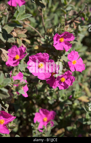 ROCK ROSE SUN ROSE CISTUS PULVERULENTUS CRISPUS SUNSET ROSE PINK FLOWERS WITH YELLOW CENTRES IN A SUNNY SURREY BORDER IN JUNE Stock Photo