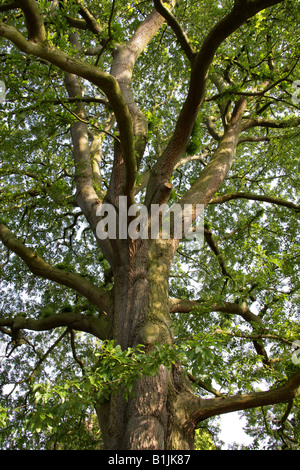 Chestnut Leaved Oak, Quercus castaneifolia, Fagaceae, Caucasus, Iran Stock Photo
