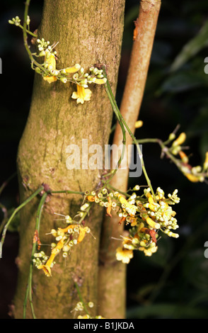 Ophiocolea floribunda, Bignoniaceae. Madagascar, Africa Stock Photo