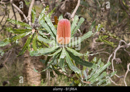 Firewood Banksia (Banksia menziesii) flower growing in Bold Park, Perth, Western Australia Stock Photo