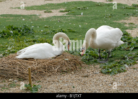 Pair of mute swans with pen on the nest and eggs at Abbotsbury Swannery Stock Photo