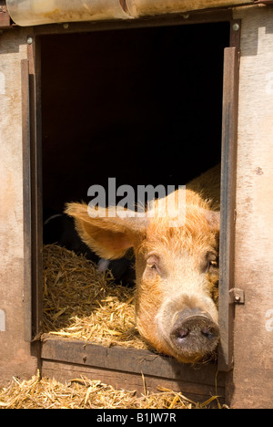 Tamworth Pig Stock Photo