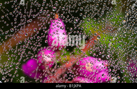 artistic close-up of droplets of dew on spider's web hung over Bell heather, Erica cinerea, West Sussex UK June Stock Photo