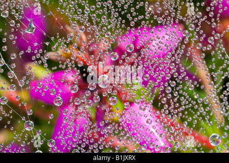 artistic close-up of droplets of dew on spider's web hung over Bell heather, Erica cinerea, West Sussex UK June Stock Photo