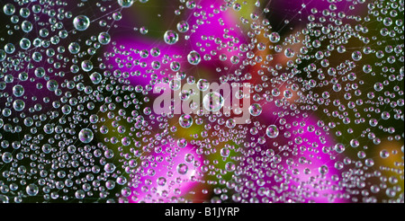 artistic close-up of droplets of dew on spider's web hung over Bell heather, Erica cinerea, West Sussex UK June Stock Photo