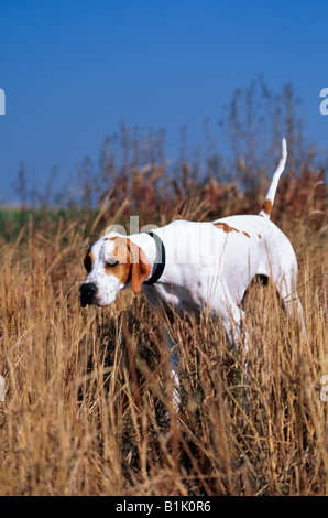 English Pointer On Point Stock Photo