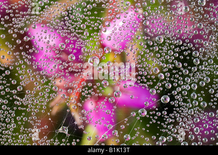 artistic close-up of droplets of dew on spider's web hung over Bell heather, Erica cinerea, West Sussex UK June Stock Photo