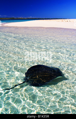 Stingray at Gibbs Cay Stock Photo