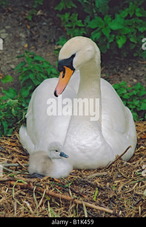 Mute Swan (Cygnus olor) -   Mother and babies on nest - France - Native to Eurasia Stock Photo