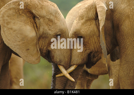 African Elephant (Loxoconta africana) South Africa IUCN Endangered The largest land animal Stock Photo