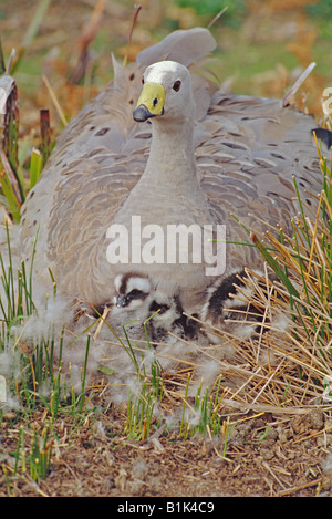 Cape Barren Geese (Cereopsis novaehollandiae) Australia - On nest with young Stock Photo