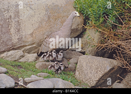 Cape Barren Geese (Cereopsis novaehollandiae) Australia - With young Stock Photo