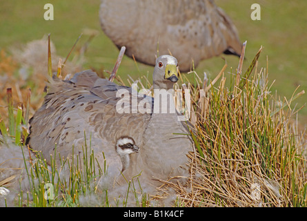 Cape Barren Geese (Cereopsis novaehollandiae) Australia - On nest with young Stock Photo