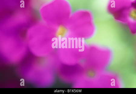 Impressionistic close up of mauve flowerheads with yellow stamens of Aubretia or Aubrieta or Aubrietia deltoidea or Rock Cress Stock Photo