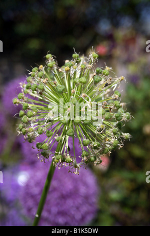 SEED-HEAD OF ALLIUM PURPLE SENSATION. Stock Photo