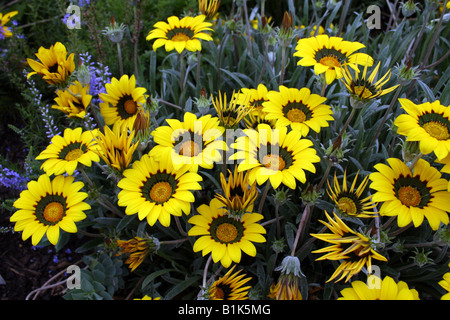 GAZANIA MICHAEL. Stock Photo