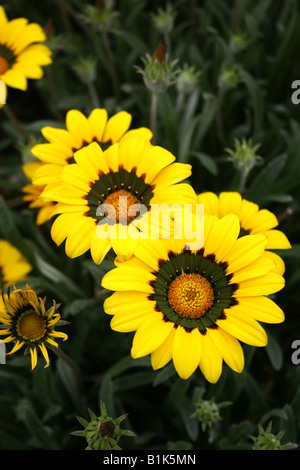 GAZANIA MICHAEL. Stock Photo