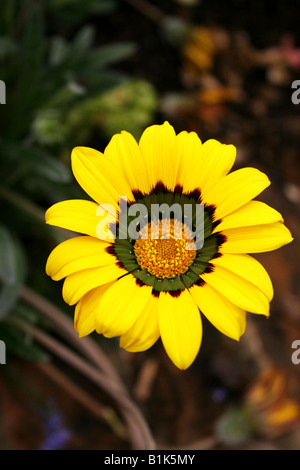 GAZANIA MICHAEL. Stock Photo