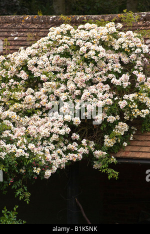 White rambling rose Wedding Day in June in UK Stock Photo