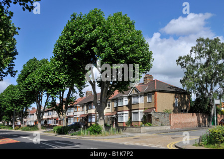 Street of semi detached houses overshadowed by very tall roadside trees with possibility of root damage to foundations Stock Photo