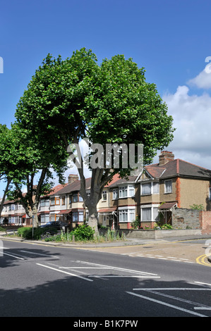 Street of semi detached houses overshadowed by very tall roadside trees with possibility of root damage to foundations Stock Photo