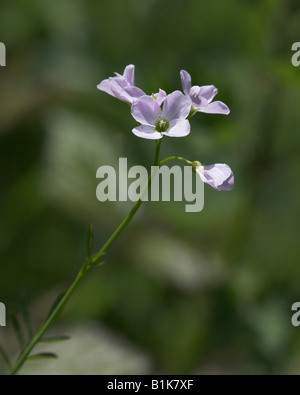 Cuckoo flower or Lady's Smock Cardamine pratensis Stock Photo