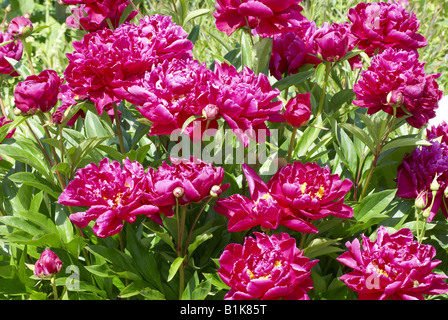 Paeonia lactiflora, or Chinese Peony Stock Photo