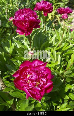 Paeonia lactiflora, or Chinese Peony Stock Photo