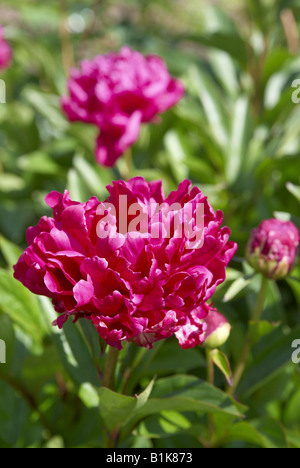 Paeonia lactiflora, or Chinese Peony Stock Photo