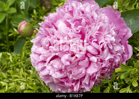 Paeonia lactiflora, or Chinese Peony Stock Photo