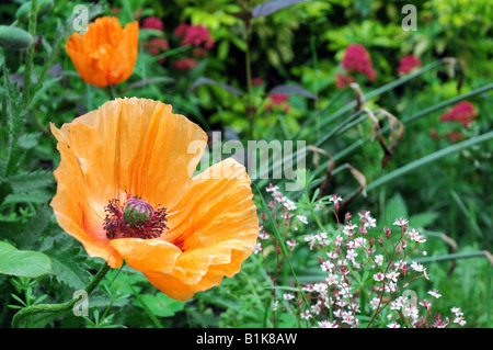 Orange poppy flower, Oriental Papaver orientale. Stock Photo