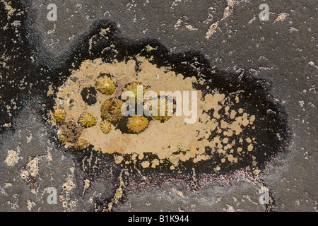 Limpets in a small rock pool Stock Photo