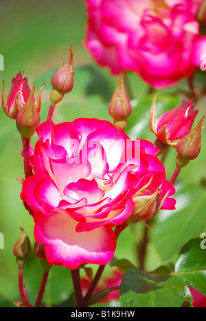 Hannah Gordon Rose, Gardens of the Rose, Chiswell Green, St. Albans, Hertfordshire, England, United Kingdom Stock Photo