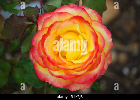 Pink and yellow rose, Gardens of the Rose, Chiswell Green, St. Albans, Hertfordshire, England, United Kingdom Stock Photo