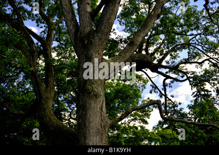 Red oak tree Stock Photo