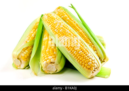 Ears of fresh corn isolated on white background Stock Photo