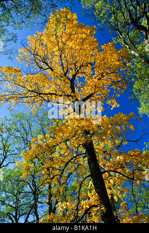 Big old autumn elm tree in fall park Stock Photo