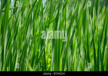 Reed Stock Photo