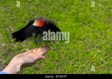 Woman feeding a blackbird Stock Photo
