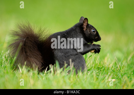 Black colored gray squirrel Stock Photo