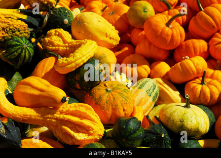 Ornamental pumpkins on farmers market in the fall Stock Photo