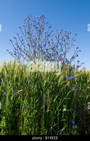 Large Blue Alkanet - Anchusa azurea - in oat field, Indre-et-Loire, France. Stock Photo