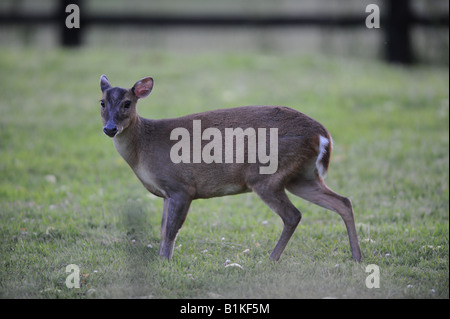 Roe Buck Deer Stock Photo