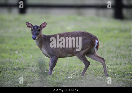 Roe buck deer Stock Photo